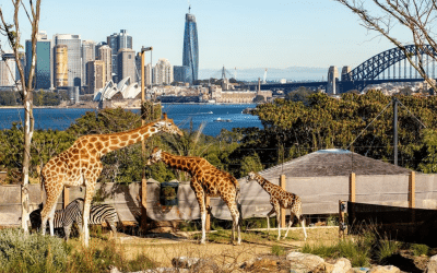 Postcard from…. Sydney Zoo