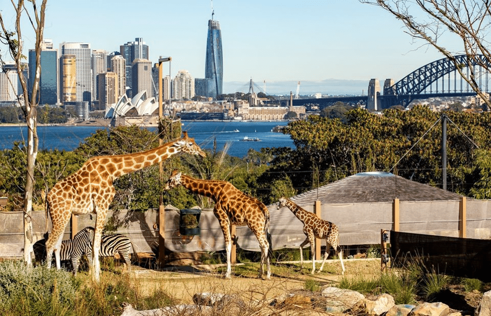 Postcard from…. Sydney Zoo
