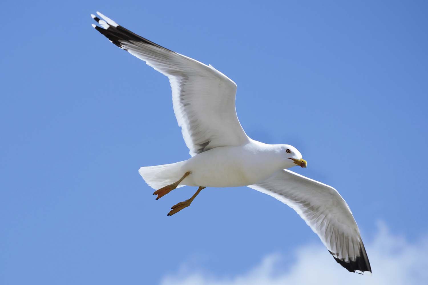 livingston seagull